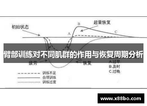臂部训练对不同肌群的作用与恢复周期分析